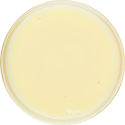 condensed milk