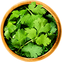 coriander