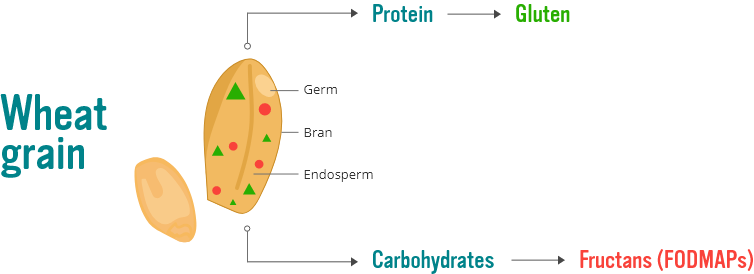 Gluten Vs FODMAPs