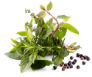 Fresh and dried herbs & spices